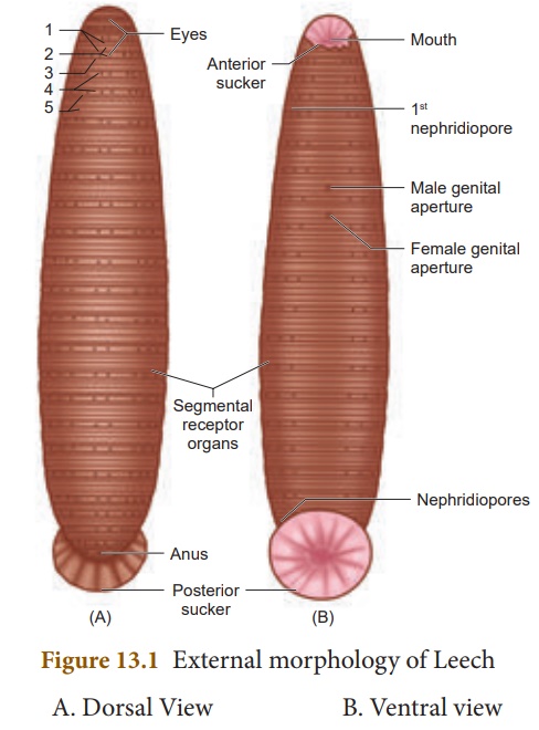 <p>Hirudinaria (Blood sucking leech)</p>