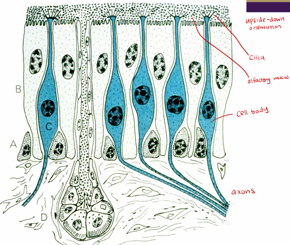 <p>Olfactory Epithelium</p>