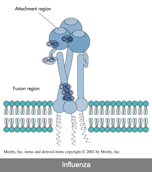 <ol><li><p>virus attach to a receptor on the cell surface</p></li><li><p>penetrate into the cell following receptor engagement</p></li><li><p>the nucleic acid of the virus must be release from the virus</p></li></ol><p></p>