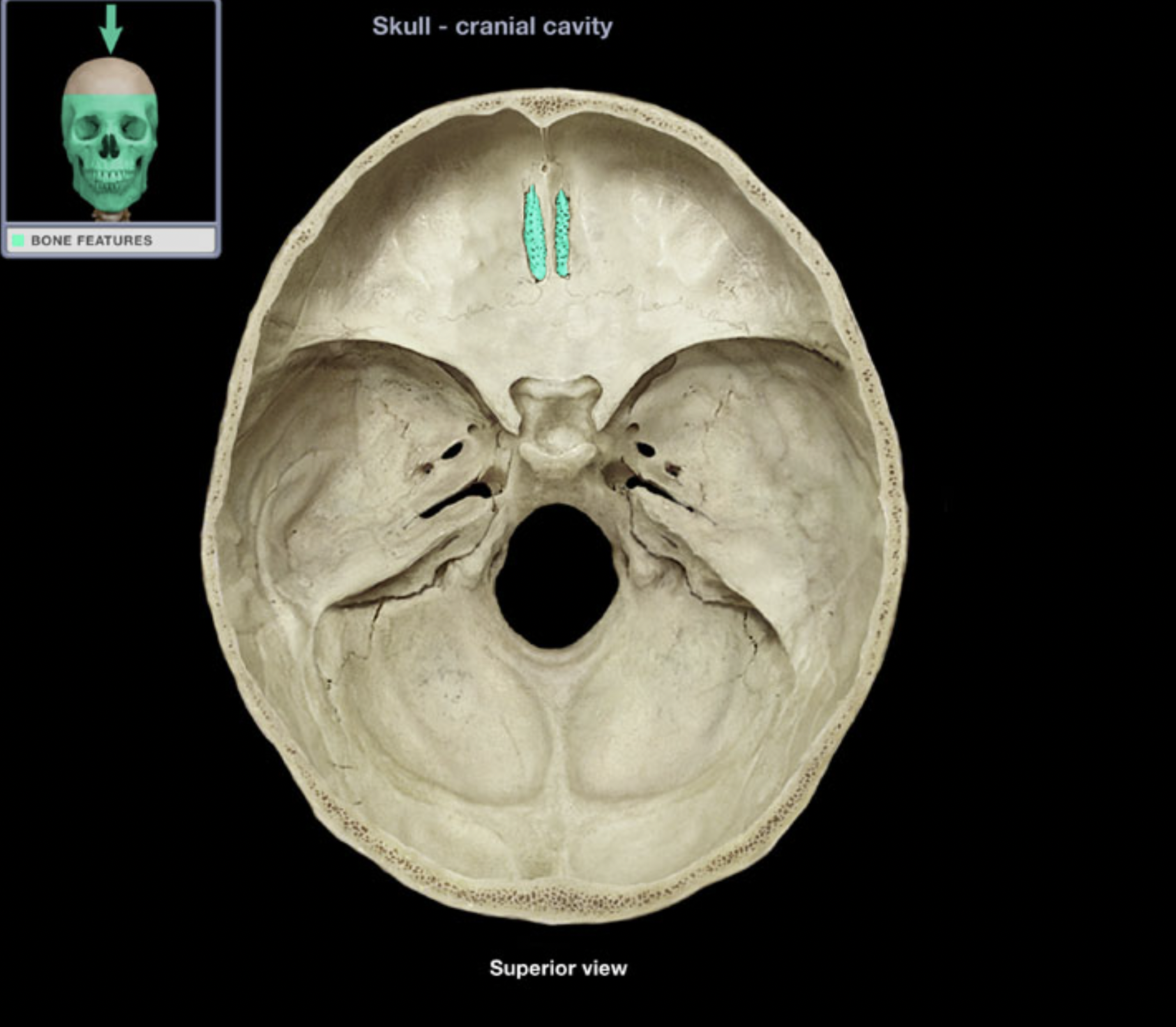 knowt flashcard image
