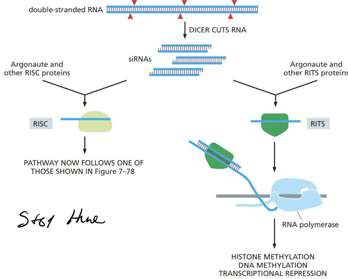 <ul><li><p>short siRNAs produced by the Dicer protein are assembled with a group of proteins to form an RITS (RNA-induced transcriptional silencing) complex.</p></li><li><p>Complex binds complementary RNA transcripts as they emerge from a transcribing RNA pol II.</p></li><li><p>complex then attracts enzymes that covalently modify nearby histones and DNA causing the formation of a “constitutive” form of heterochromatin.</p></li></ul>