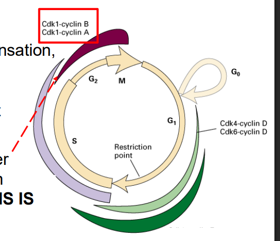 <p>Cdk1 is required for entry into mitosis</p>