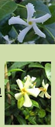 <ul><li><p><strong>Confederate Jasmine</strong>: white, small amount of yellow in the center of the flower, white pedals that are slightly curved over towards the ends of the flower. Confederate Jasmine typically produces flowers more often and in greater quantities</p></li><li><p><strong>Japanese Star</strong>: yellowish white, yellow around the hole in the center in the shape of a star, and the pedals do not curve towards the ends. Japanese Star Jasmine has smaller leaves in darker green, and smaller flowers in creamy yellow shade. It is more cold hardy than Confederate Jasmine.</p></li></ul><p></p>