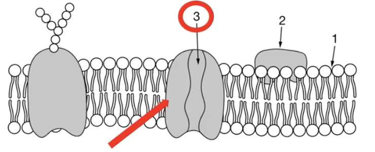 <p>Span the membrane</p>