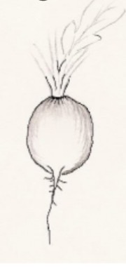 <p>Root type and modification </p>