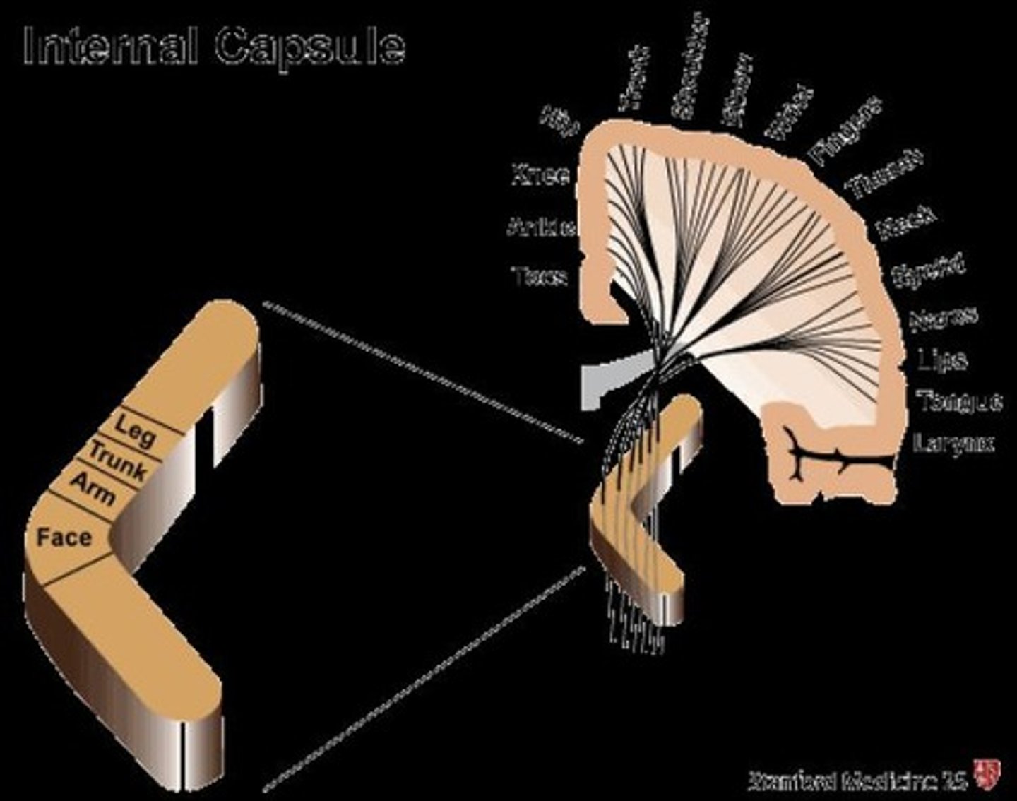 <p>White matter structure - tract</p>