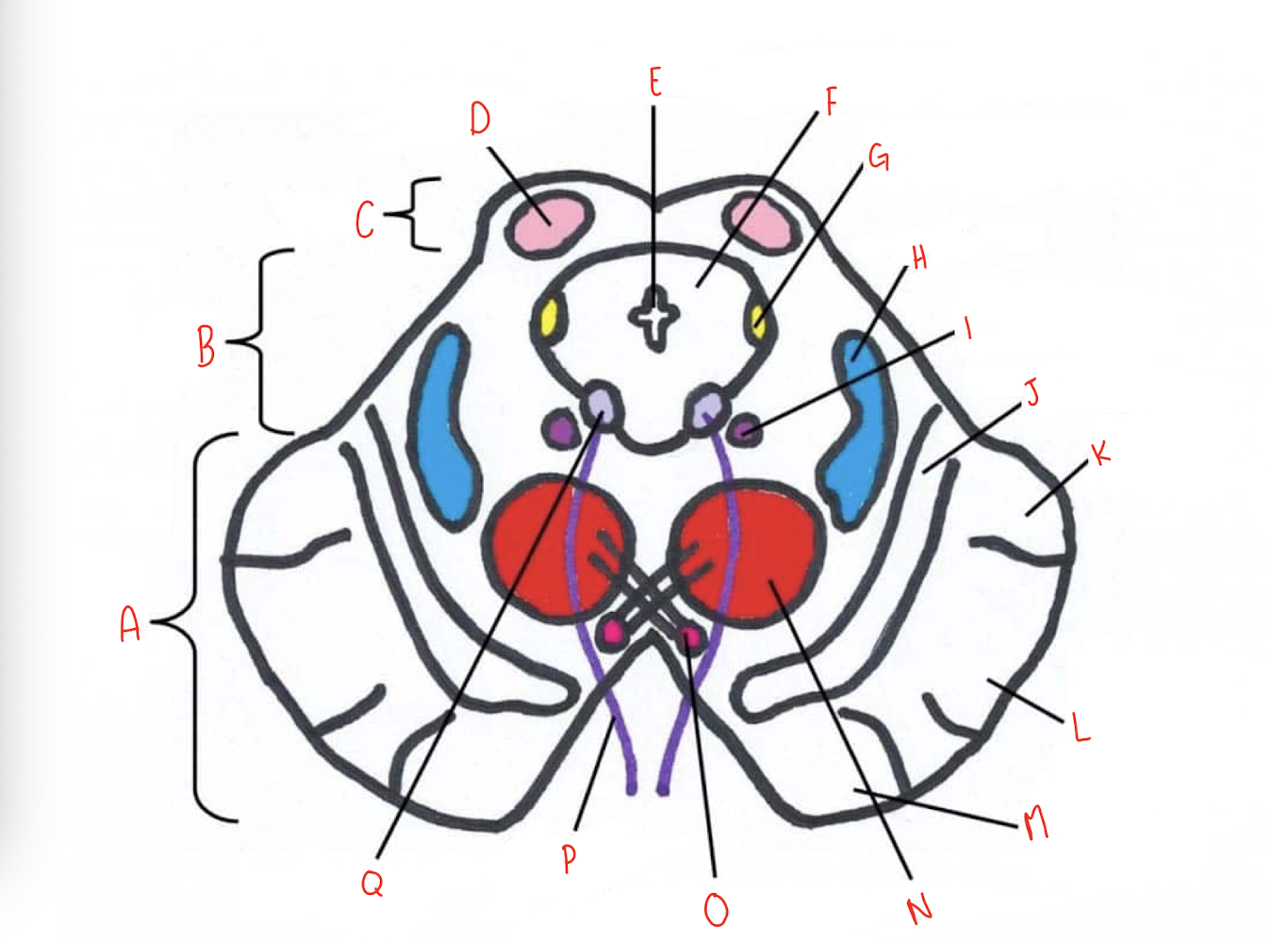 <p>What structure of the sliced superior colliculus section of the midbrain is labeled J?</p>