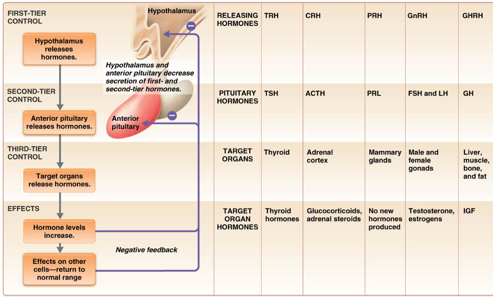 <p>Controlling secretion of other endocrine hormones</p>