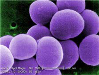 <p>Bacterial prefix that describes bacteria that occur in <strong>clusters of cells</strong></p>