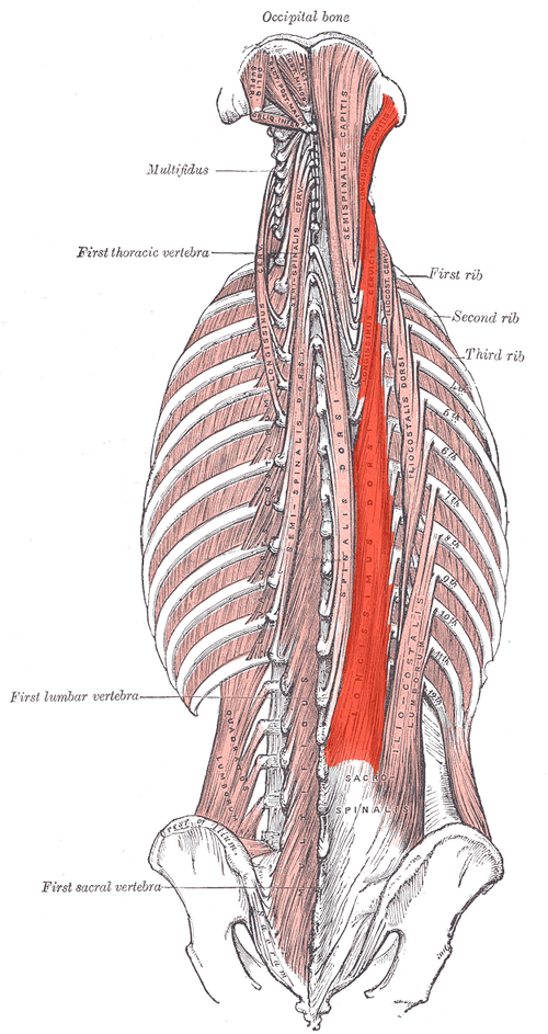 <p>Longissimus <strong>ACTION (BILATERALLY)</strong></p>