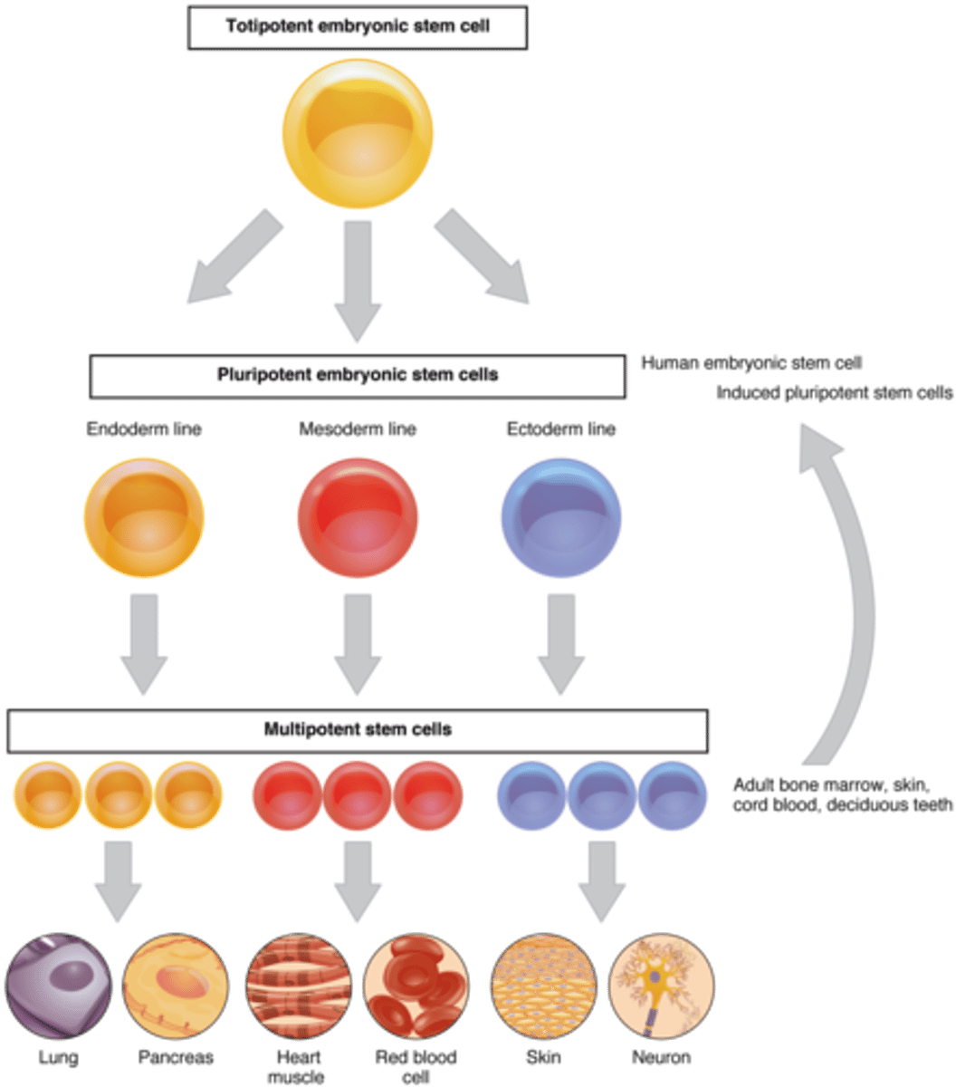 <p>stem cells that can become a limited number of types of tissues and cells in the body</p>