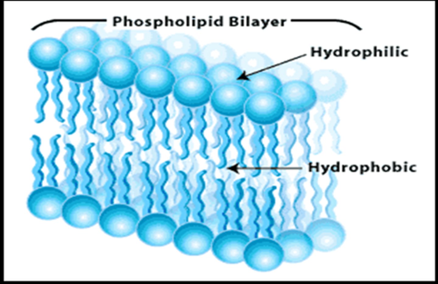<p>Will not mix with water. Portion of membrane made up of phospholipids tails. Hydrophobic</p>