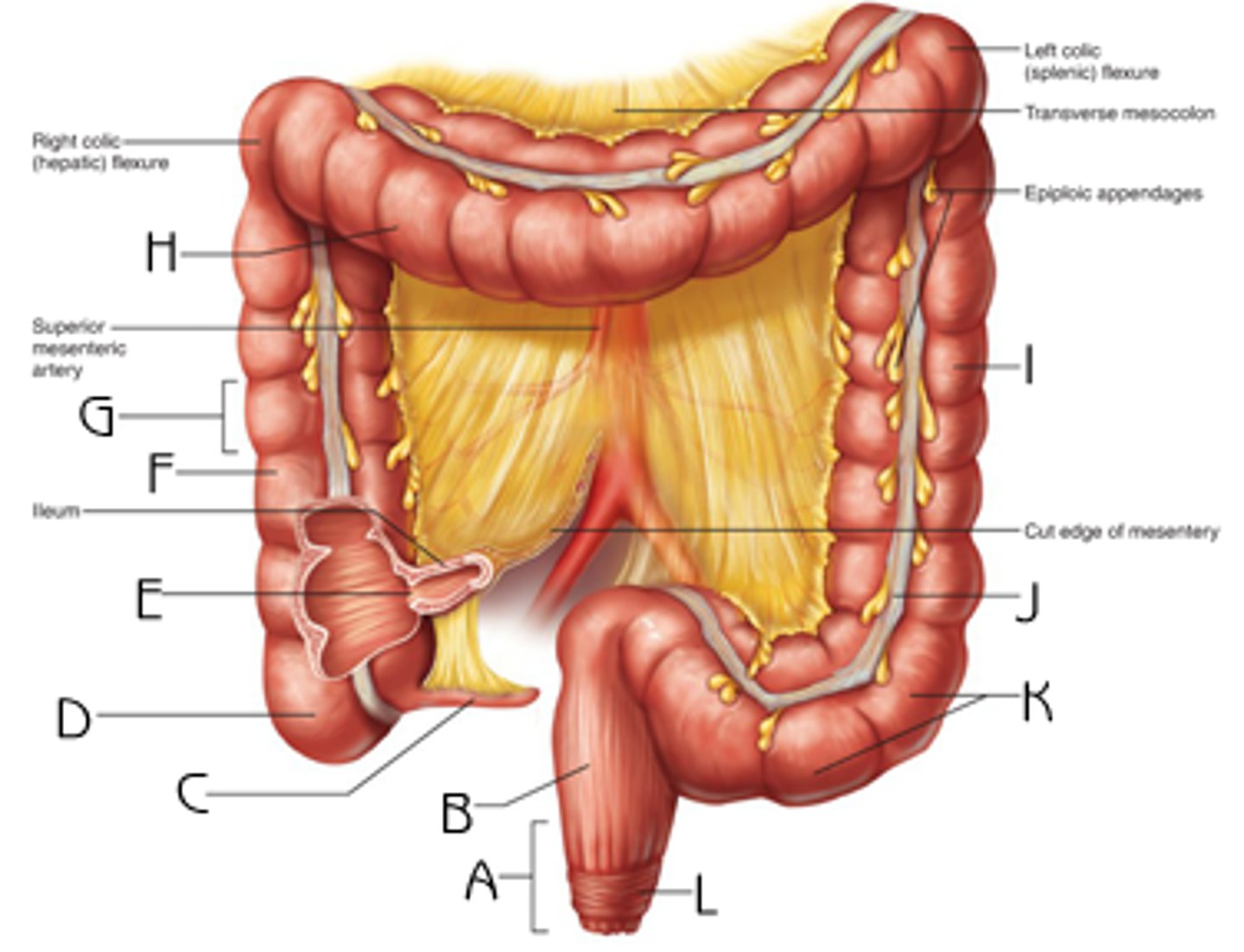 <p>the descending colon becomes this s-shaped part of the colon (k on the diagram)</p>