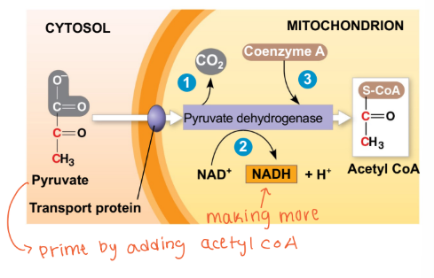 <p>Aerobic respiration <span>→ normal oxygen </span></p>