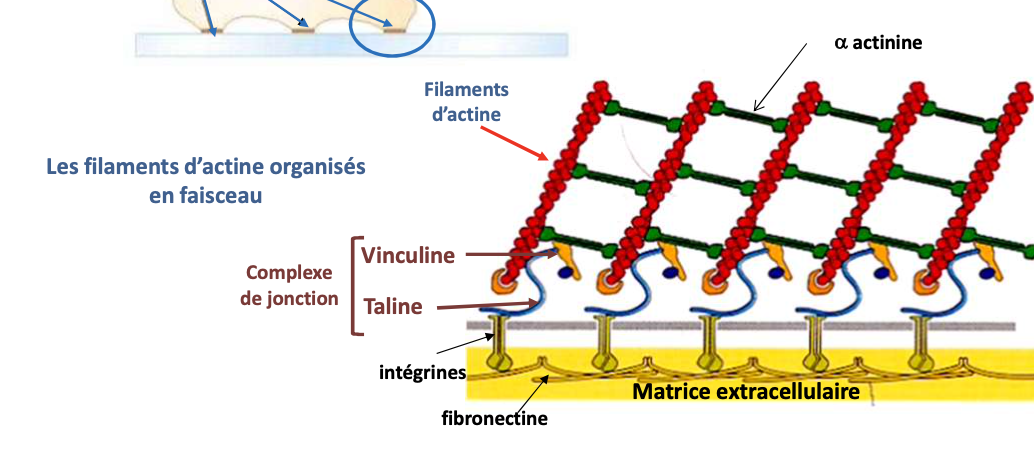 <p></p><ul><li><p><strong>Type :</strong> Protéine accessoire / réceptrice</p></li><li><p><strong>Filament :</strong> Microfilaments d’actine (via taline/vinculine)</p></li><li><p><strong>Fonction :</strong> Fixation de la cellule à la matrice extracellulaire, formation des adhésions focales</p></li></ul><p></p>
