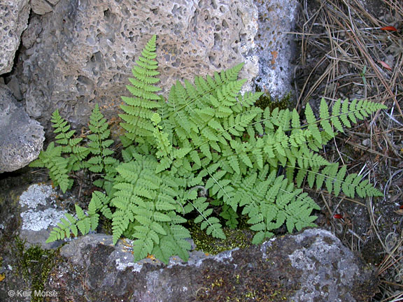 <p>Cliff fern</p>