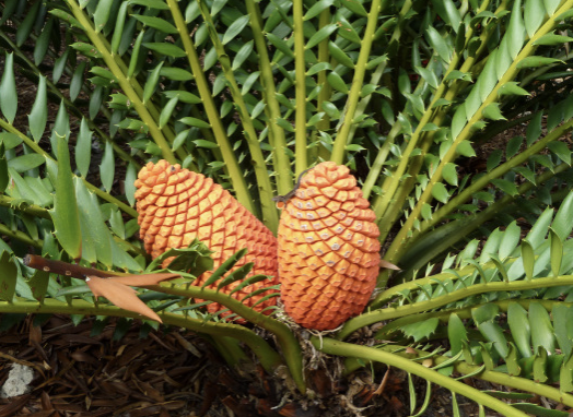 <ul><li><p>mostly tropical</p></li><li><p>100 species</p></li><li><p>slow growing and live long</p></li><li><p>large cone at apex of trunk</p></li><li><p>have seperate female and male plants</p></li><li><p>motile sperm with 40000 tails&nbsp;</p></li></ul><p></p>