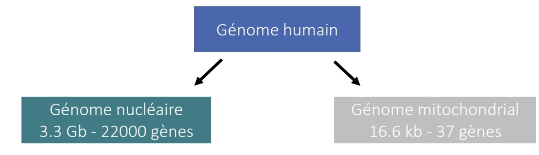 <p>Génome humain</p>