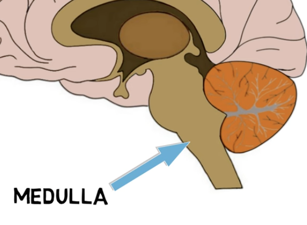 <p>medulla functions: </p>