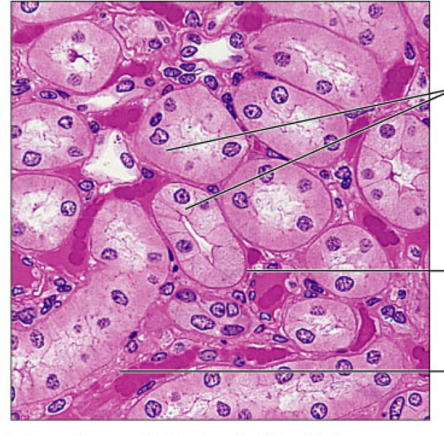 <p>simple cuboidal </p>