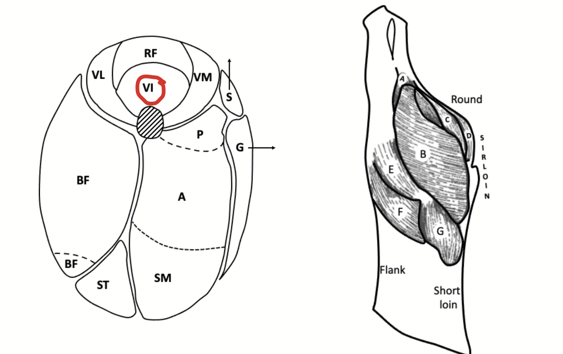 <p>A quadriceps femoris muscle. Covers the anterior face of the femur.</p>