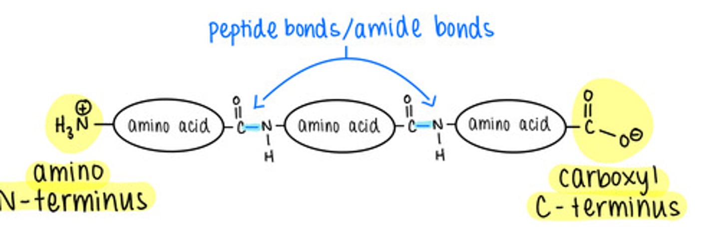 <p>amino (N-); carboxyl (C-)</p>