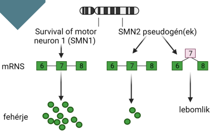 <p>Autoszomális recesszív genetikai betegség</p><p>Az izomsejt túlélését hivatott fehérje kermelődik egészséges emberben az SMN1 génről (survival of motor neuron 1), ilyenkor viszont hibás → nem termelődik fehérje</p>