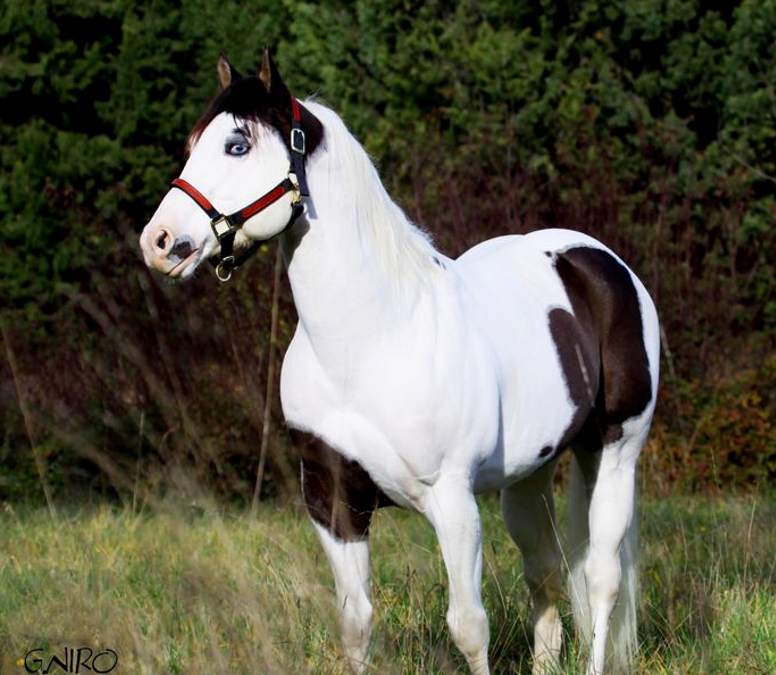 <p>What breed (pattern) is this horse?</p>