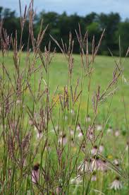 <p>Big bluestem</p>