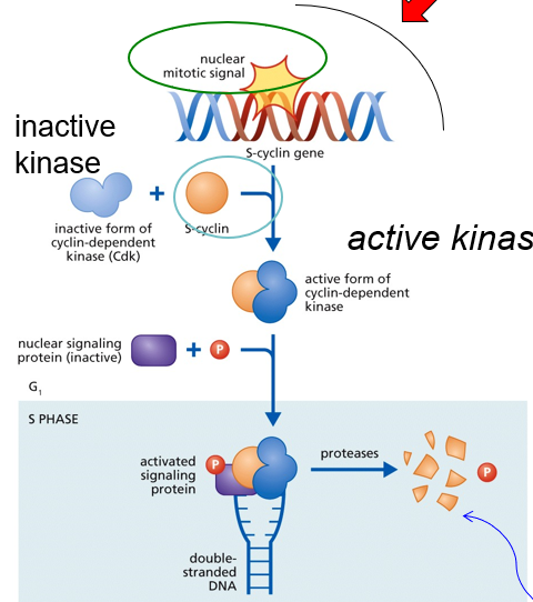 <ol><li><p>Extracellular Mitotic Signal (i.e growth hormone) expresses S-cyclin</p></li><li><p>S-cyclin protein binds to CDK to activate it</p></li><li><p>A nuclear signaling protein (inactive) and phosphorous join the S-cyclin/CDK complex </p></li><li><p>All four molecules signal the nucleus to start replication</p></li></ol><p>Protease degrade cyclin so that DNA replication occurs only once</p>