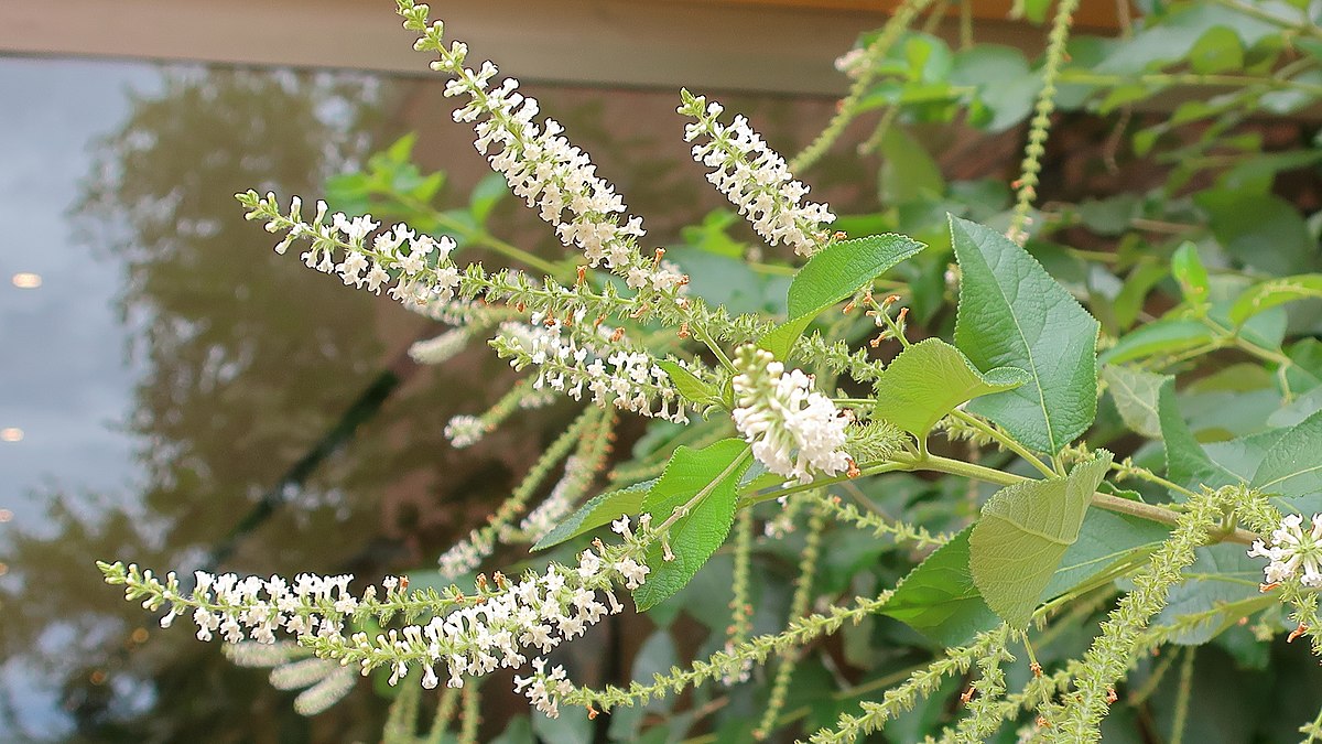 Almond verbena