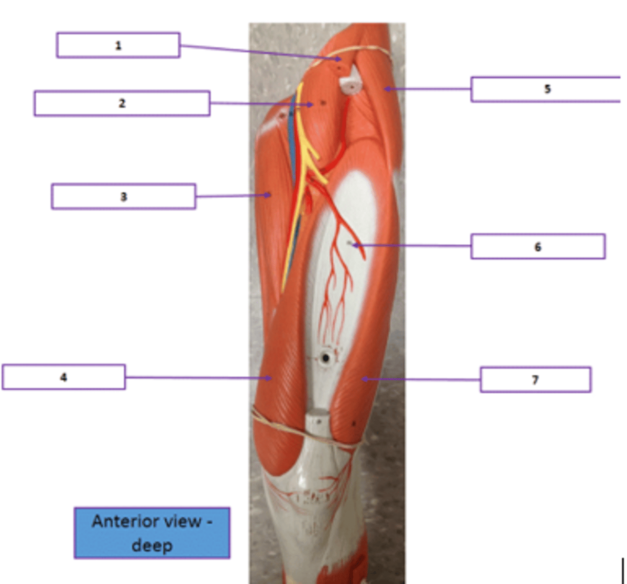 <p>Identify the muscle labeled 3.</p>