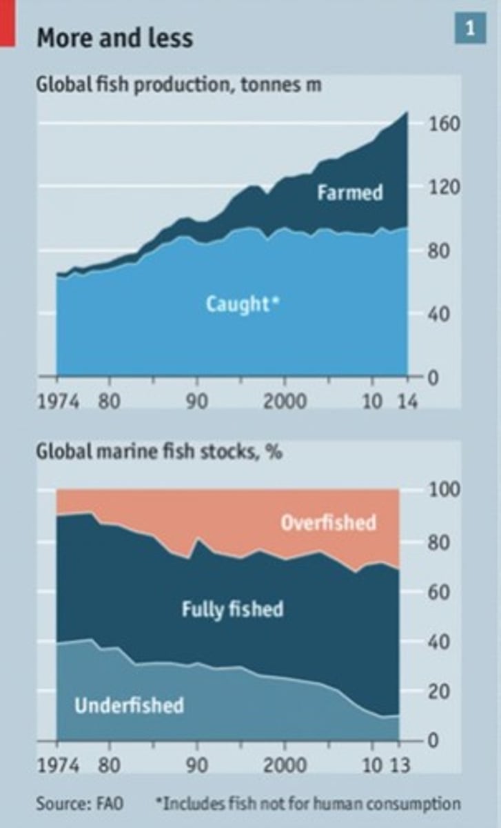 <p>Catching too many fish at once, so the breeding population becomes too depleted to recover.</p>
