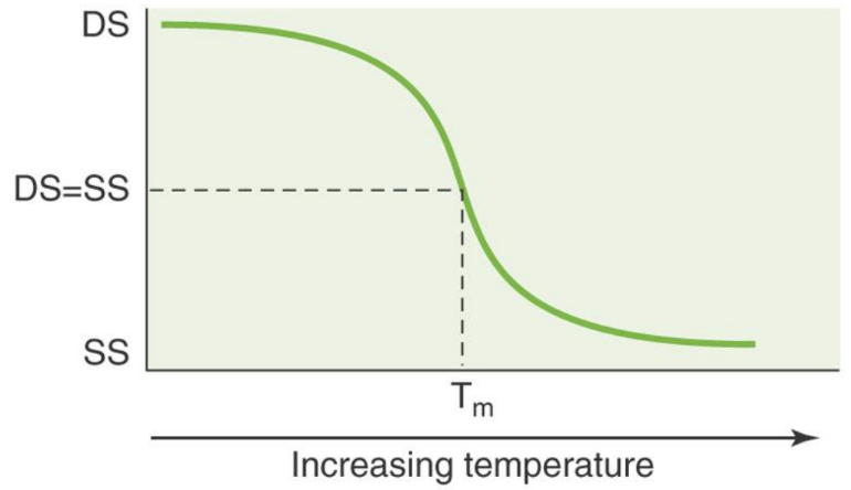<p><span style="font-family: "Times New Roman", serif;"><u>Melting temperature (Tm)</u> = the amount of energy required to separate the primer from the template (target) strand (how well primers remain bound)</span></p><p class="MsoListParagraphCxSpFirst"><span>-</span><span style="font-size: 7pt; font-family: "Times New Roman";">&nbsp;&nbsp;&nbsp;&nbsp;&nbsp;&nbsp;&nbsp;&nbsp;&nbsp; </span><span style="font-family: "Times New Roman", serif;">Can be used to estimate ideal primer binding/hybridization</span></p><p class="MsoListParagraphCxSpLast"><span>-</span><span style="font-size: 7pt; font-family: "Times New Roman";">&nbsp;&nbsp;&nbsp;&nbsp;&nbsp;&nbsp;&nbsp;&nbsp;&nbsp; </span><span style="font-family: "Times New Roman", serif;">At Tm, half the sequence is double stranded (primer bound to target) and half is single stranded (primer separated from target)</span></p>