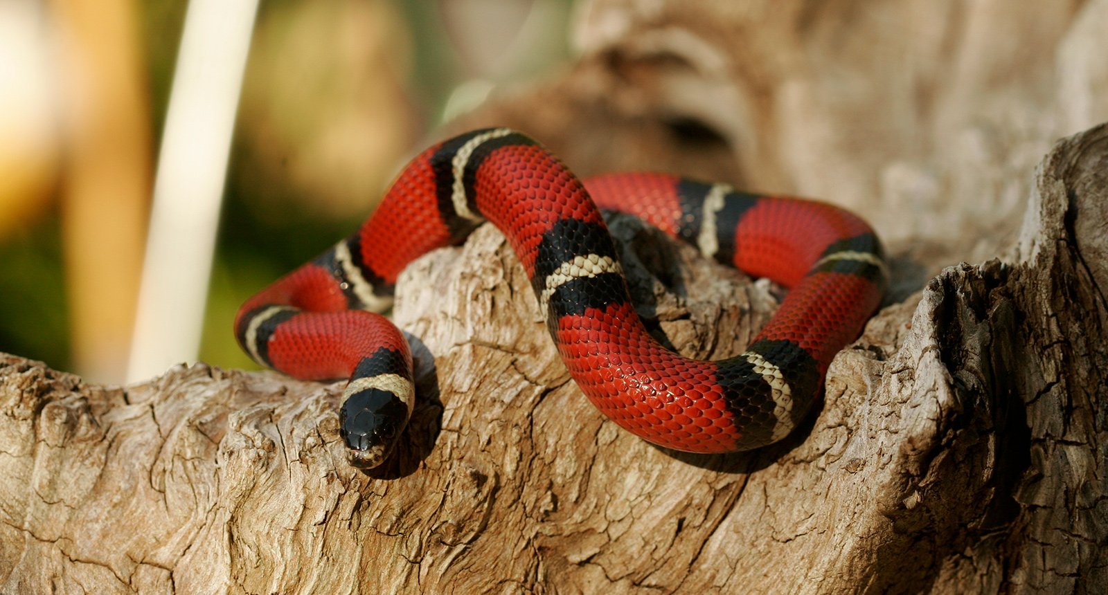 Sinaloan milksnake