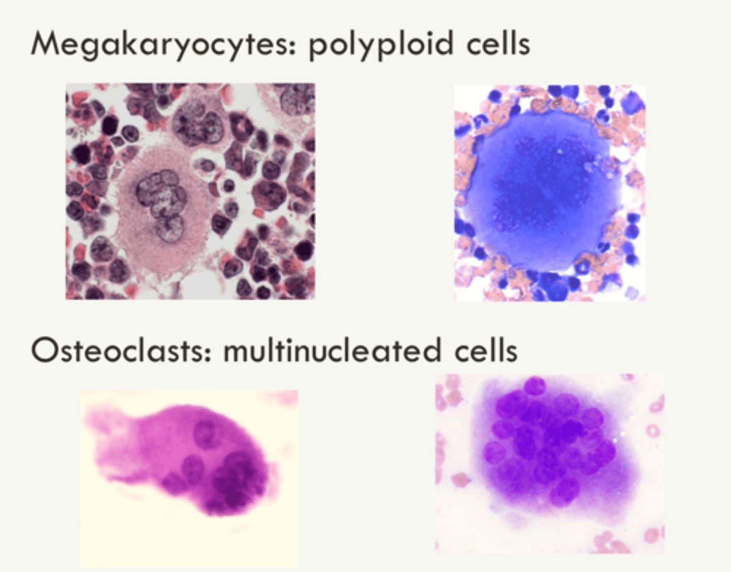 <p>- Polyploid ("nuclei" appear fused)</p><p>- Mutlinucleated</p>