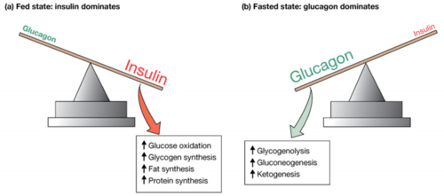 <p>Glucose oxidation (cell respiration)</p><p>Glycogen synthesis</p><p>Fat synthesis</p><p>Protein synthesis</p>