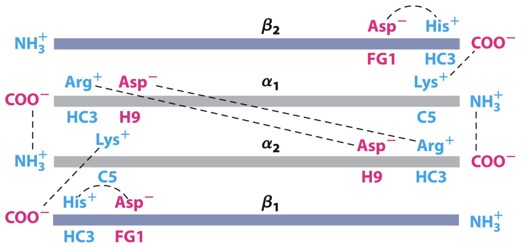 <p>salt bridge between His HC3 (last residue of beta subunit) and Asp FG1</p><ul><li><p>also between Arg and Asp in alpha subunits</p></li><li><p>and C terminus of alpha 1 and N terminus in alpha 2</p></li></ul><p></p><p>destabilised by O2 binding - via flattening of heme group and breaking of salt bridges</p>