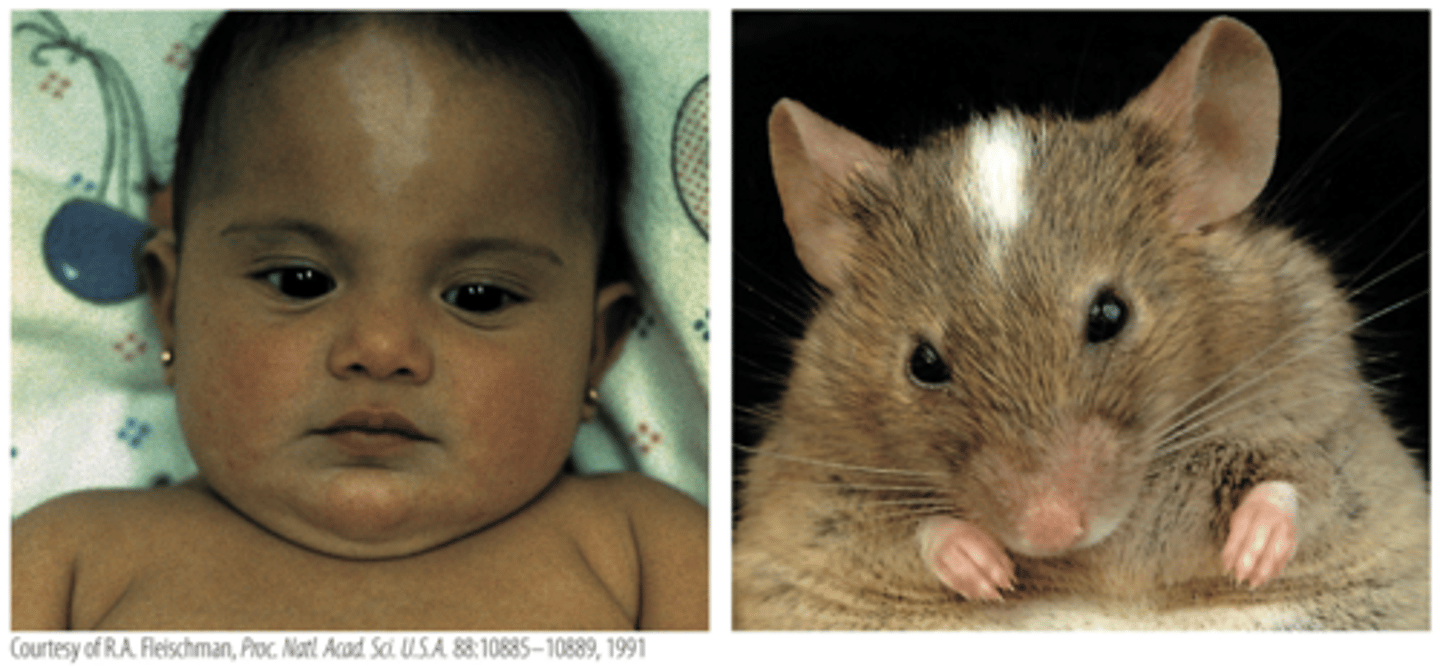 <p>both have defects in the same gene (called Kit), which is required for the normal development, migration, and maintenance of some skin pigment cells</p>