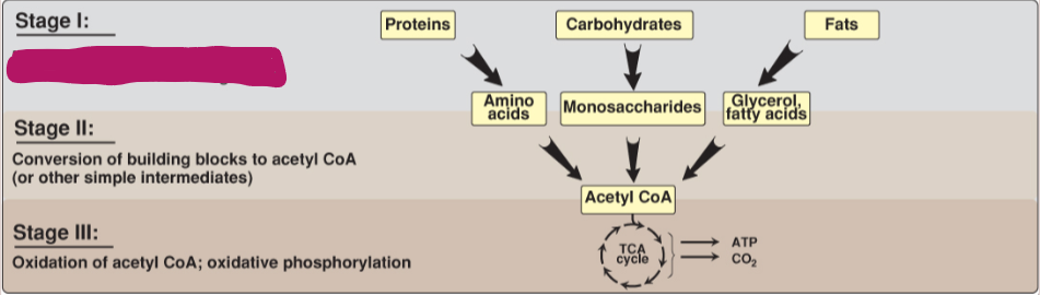 <p>Fill in the stages of metabolism.</p>