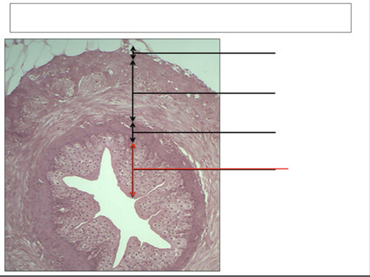 <p>identify this region and organ</p>