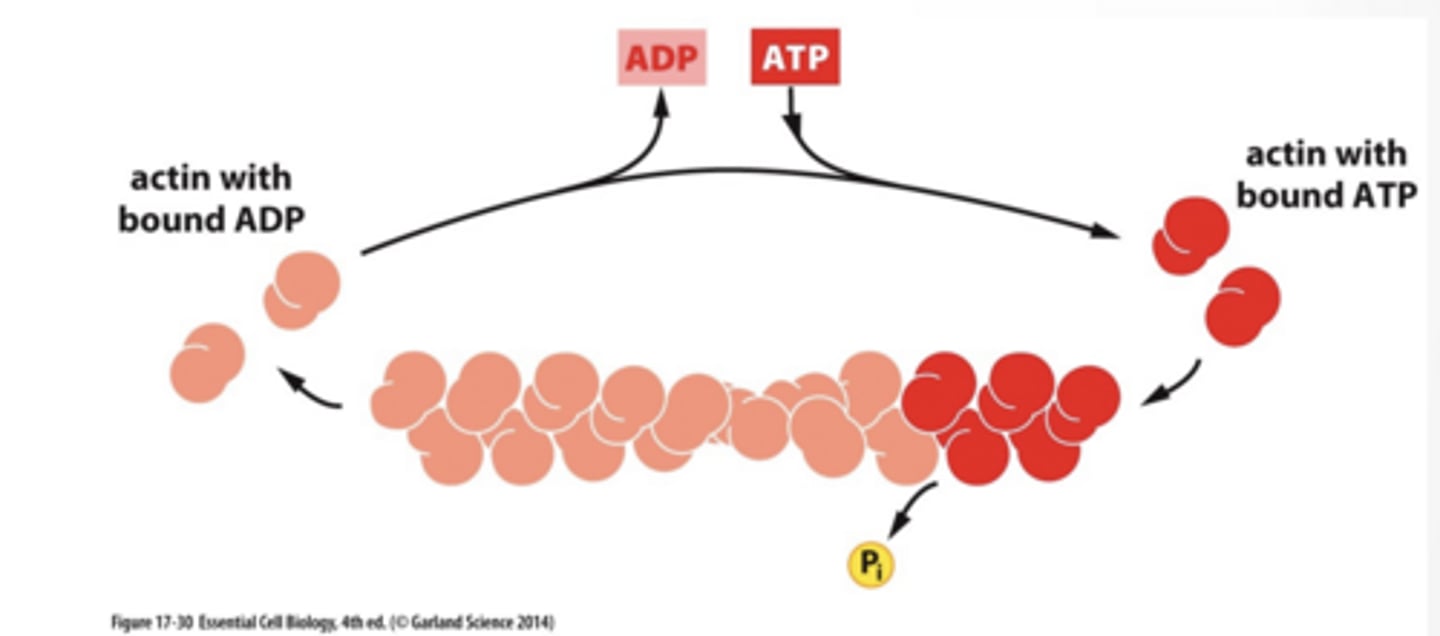 <p>Monomers assemble into a strand</p><p>ATP bound actin binds to growing strand actin hydrolyzes ATP to ADP reducing binding affinity for other actin high monomer concentration drives assembly at both ends ADP bound actin disassembles</p><p>MANY CELL SHAPES ARE DRIVEN BY ACTIN</p><p>ACTIN IS USED TO SUPPORT CELL MOVEMENT</p><p>Actin assembly pushes the cell membrane into long protrusions</p><p>Lamellipodia</p><p>Actin filament formation drives the membrane forward by interaction proteins on the membrane</p><p>Actin filaments interact with adhesion molecules to attach membrane to substrate</p>