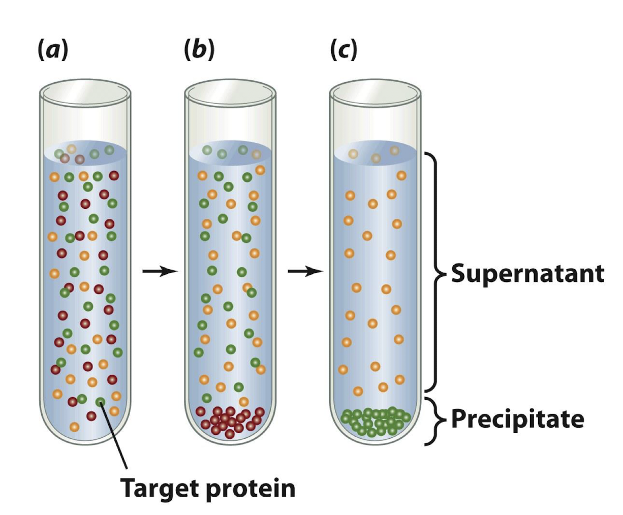 <p><strong>A salt is added to a solution of macromolecules to a concentration <u>just below the precipitation point</u> of the protein of interest <br><br>After centrifugation, the unwanted precipitated proteins are discarded and more salt is added to the supernatant to a concentration sufficient to precipitate the proteins of interest<br><br>After a 2nd centrifugation, the desired protein </strong><span style="color: #8be589"><strong>(green)</strong></span><strong> is recovered as a precipitate and the rest is discarded</strong></p>