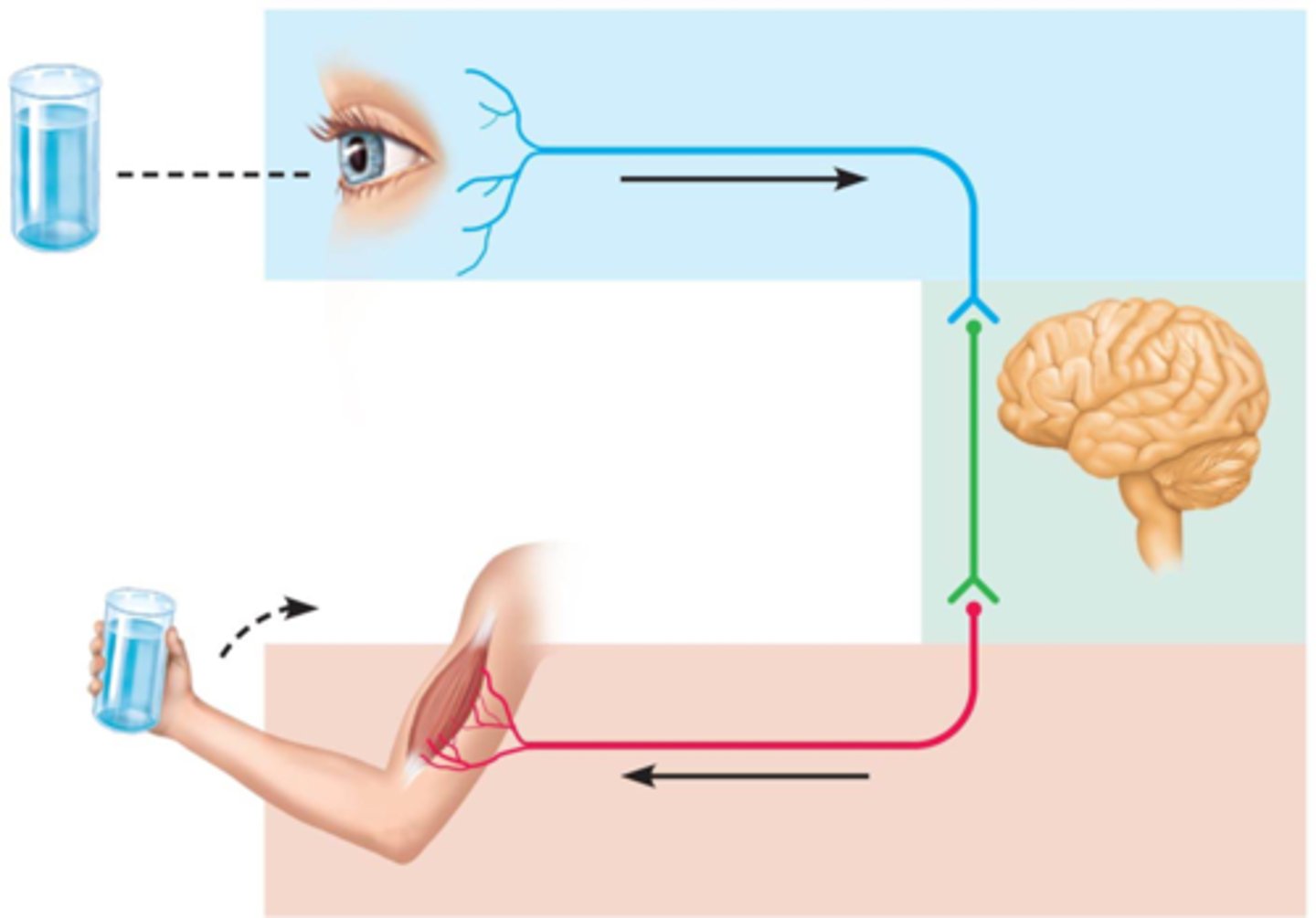 <p>A reaction to a stimulus</p>