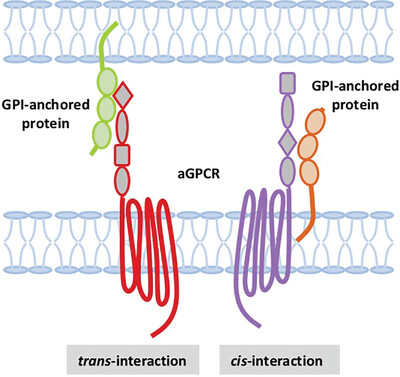 <p>Anchor Proteins</p>