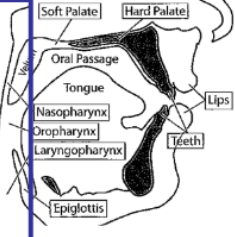 <ul><li><p>The top of the larynx joins with the esophagus at the <strong>laryngopharynx </strong>(area above the larynx)</p></li><li><p>The most superior part of the epiglottis marks the beginning of the <strong>oropharynx</strong></p></li><li><p>The area above the velum is the <strong>nasopharynx</strong></p></li><li><p><strong>The pharynx is a four-way crossing: nasal tract, oral tract, larynx and esophagus </strong>→ Esophagus is used during swallowing and eating (epiglottis closed)</p></li></ul>