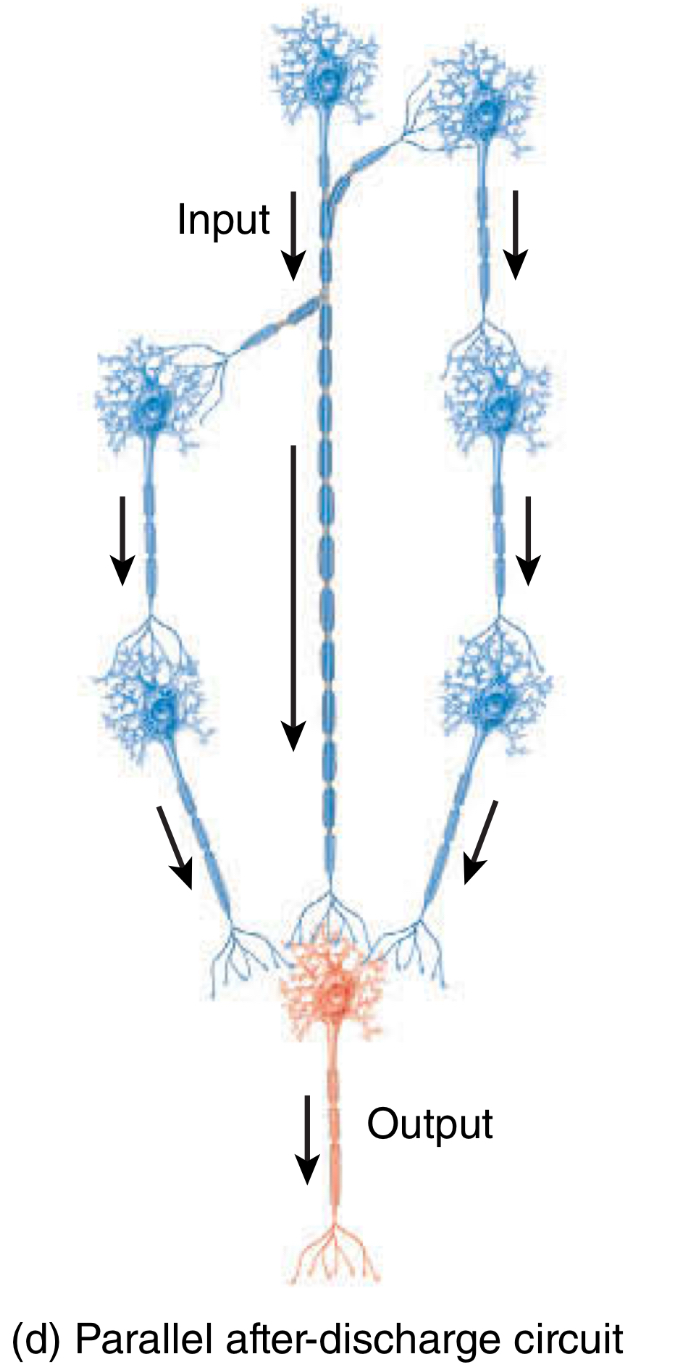 <p>Parallel after-discharge circuit</p><ul><li><p>output?</p></li></ul><p></p>