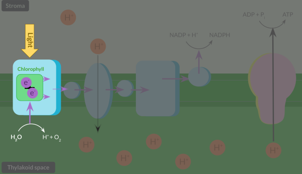 <p><span>Photolysis of water provides electrons to replace the electrons lost from chlorophyll during photoionisation.</span></p><p><span> In photolysis, light splits water into electrons, protons and oxygen. </span></p><p><span>Protons help maintain the high concentration of protons in the thylakoid space, and oxygen diffuses out of the plant or is used in respiration.</span></p>