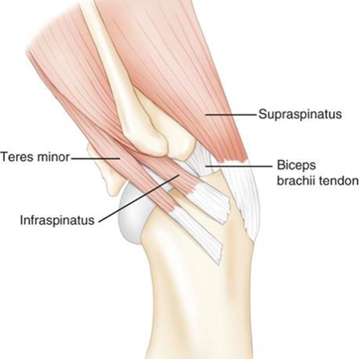 <p>an extensor muscle of the shoulder joint</p>