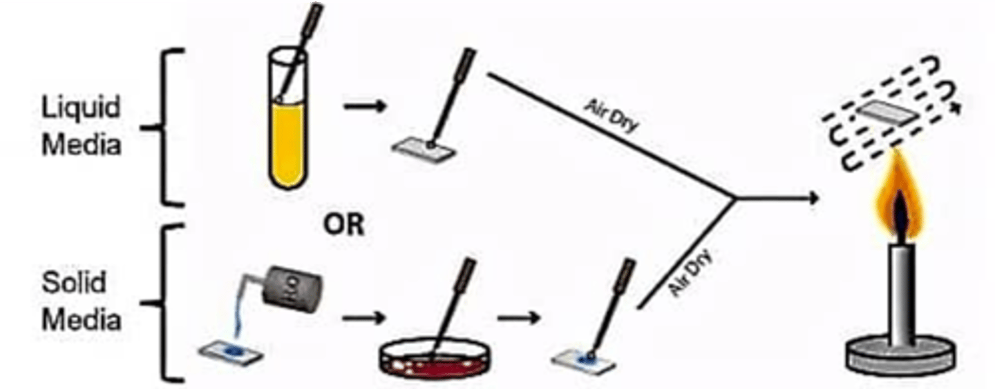 <p>Good for staining since cells are stuck to the plate</p>